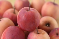 Malus  'Appletini'  Edible crab apple  Picked fruit  October