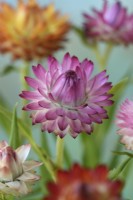 Xerochrysum bracteatum  'Tom Thumb Mix'  Dwarf everlasting flower  Strawflower  Syn. Helichrysum bracteatum  Bracteantha bracteata  July