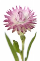 Xerochrysum bracteatum  'Tom Thumb Mix'  Dwarf everlasting flower  Strawflower  Syn. Helichrysum bracteatum  Bracteantha bracteata  One colour from mix  July
