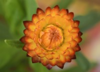 Xerochrysum bracteatum  'Tom Thumb Mix'  Dwarf everlasting flower  Strawflower  Syn. Helichrysum bracteatum  Bracteantha bracteata  One colour from mix  August