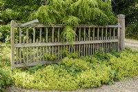 Wooden gate in a country garden smothered with Alchemilla mollis in July