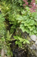 Stream running through the garden of Cow Close Cottage, North Yorkshire in July with ferns and rodgersias.