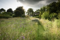 Path through the wild flower meadow at Cow Close Cottage, North Yorkshire in July full of knapweed, tufted vetch and wild carrot