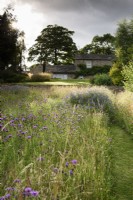 Path through the wild flower meadow at Cow Close Cottage, North Yorkshire in July full of knapweed and tufted vetch