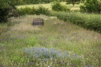 Wildflower meadow full of tufted vetch and knapweed at Cow Close Cottage, North Yorkshire in July