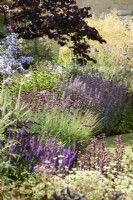 Border where pink Dianthus carthusianorum is surrounded by other herbaceous perennials including salvias, campanulas and hylotelephiums, and ornamental grasses such as Stipa gigantea, at Cow Close Cottage, North Yorkshire in July