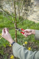 Young apple tree being pruned in early spring. March. Man trimming lowest side shoots off to help form a clear main stem. March
