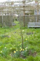 Young apple tree before pruning in spring. Malus 'Cox's Orange Pippin'. March.