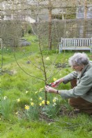 Man trimming lowest side shoots from young apple tree. Malus 'Cox's Orange Pippin'. March