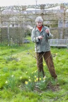 Young apple tree being pruned in early spring. March. After removing lowest side branches the remainder are shortened.