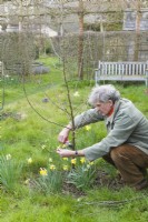Man trimming lowest side shoots from young apple tree. Malus 'Cox's Orange Pippin'. March
