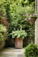 Large terracotta container planted with Hosta 'Frances Williams' at Cow Close Cottage in July