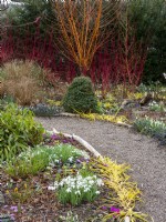 The winter garden with cornus, snowdrops and cyclamen showing what a colourful garden can be created in winter