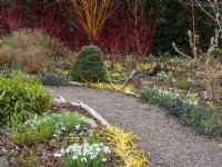 The winter garden with cornus, snowdrops and cyclamen showing what a colourful garden can be created in winter