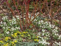 Galanthus Percy Picton planted beneath colourful cornus stems with Eranthis hyemalis - Winter Aconite