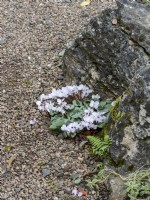 Cyclamen coum growing against a rock