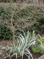 Astelia chathamica 'Silver Spear' gives great structure and texture to the winter garden