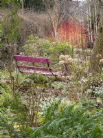 Cornus sanguinea 'Annie's Winter Orange and a pink bench adds bright contrasting colours to the garden.