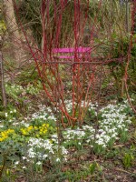 Cornus sanguinea underplanted with snowdrops and Eranthis hyemalis - winter aconite with a pink bench in the background.