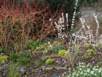 Cornus sanguinea 'Annie's Winter Orange' and Abeliophyllum distitchum is white shrub underplanted with crocus, snowdrops and iris.
