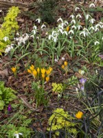 Snowdrops and Crocus growing in a natural setting