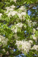 Fraxinus ornus, spring May