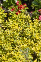 Euonymus fortunei Emerald'n Gold, summer July