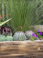 Large wooden planter with colourful succulents