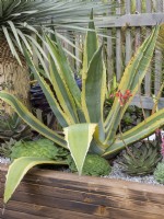 Agave and other succulents planted in wooden trough
