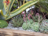 Large succulents planted in a woodern container