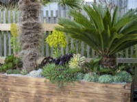 Large wooden planter with succulents and Cycad