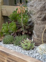 Aloe, Aeonium and Echeveria planted in a woodern container