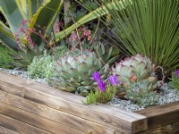 Succulents planted in a wooden trough