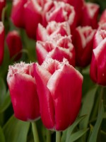 Tulip Castana