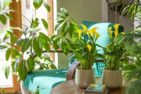 Indoor Plant mix with Zantedeschia, summer June