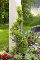Grave planting with Thuja, spring April