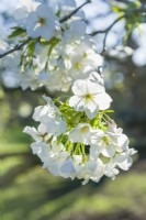 Prunus x yedoensis 'Izu-yoshino' - Yoshino cherry. White flowered form of the Yoshino Cherry. March. Royal Botanic Gardens, Kew