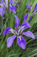 Iris unguicularis 'Mary Barnard' flowering in January. Close up of flower with raindrops.