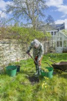 Morus nigra 'King James' - black mulberry 'Chelsea'. Planting a container grown mulberry tree in a garden. March. Step 2. Remove turf from planting area using a garden spade.