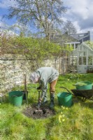 Morus nigra 'King James' - black mulberry 'Chelsea'. Planting a container grown mulberry tree in a garden. March.  Step 3. Dig a hole large enough to comfortably accommodate the root ball.