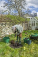 Morus nigra 'King James' - black mulberry 'Chelsea'. Planting a container grown mulberry tree in a garden. March. Step 6. Use a fork to incorporate garden compost with the soil at the base of the planting hole.