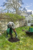 Morus nigra 'King James' - black mulberry 'Chelsea'. Planting a container grown mulberry tree in a garden. March.  Step 11. Finish off with a final topping of mulch such as garden compost.