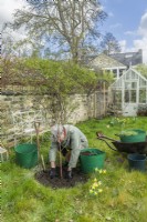 Morus nigra 'King James' - black mulberry 'Chelsea'. Planting a container grown mulberry tree in a garden. March.  Step 10. Fill in around the roots in stages ensuring that the soil is gently settled and firmed as you go.