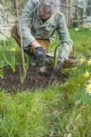 Man replanting freshly divided clumps of narcissus bulbs around the base of newly planted mulberry tree. Morus nigra 'King James' - black mulberry 'Chelsea'. March