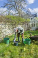 Morus nigra 'King James' - black mulberry 'Chelsea'. Planting a container grown mulberry tree in a garden. March. Step 1. Positioning the tree and marking a circle 1.2 m - 4 ft. diameter within which the turf will be removed.