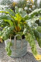Basket with 'Bright Lights' Swiss Chard on gravel terrace