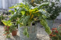 Basket with chard 'Bright Lights' on gravel terrace, clay pot with chili