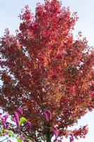 Red maple with a bright red autumn color