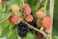Morus  'Waisei-kirishima-shikinari'  Dwarf mulberry  Syn.  Morus rotundiloba Charlotte Russe  Ripe and unripe fruits  July