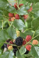 Morus  'Waisei-kirishima-shikinari'  Dwarf mulberry  Syn.  Morus rotundiloba Charlotte Russe  Ripe and unripe fruits  July
